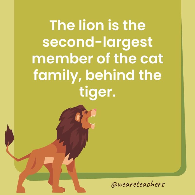 1. The lion is the second-largest member of the cat family, behind the tiger. 1. The lion is the second-largest member of the cat family, behind the tiger.