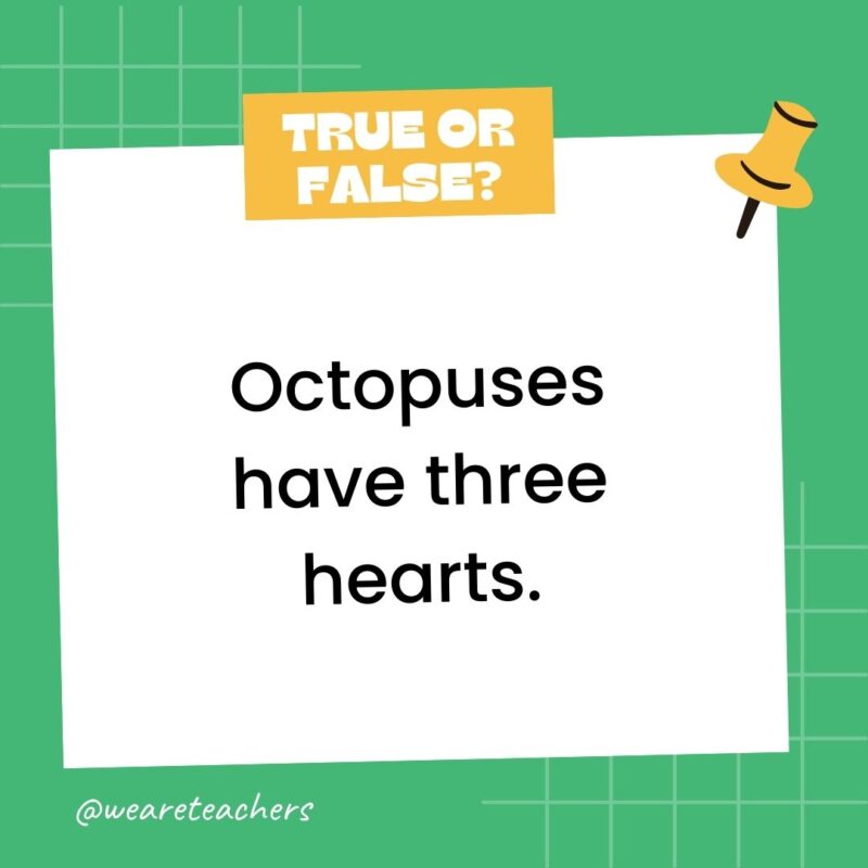 Octopuses have three hearts. Octopuses have three hearts.