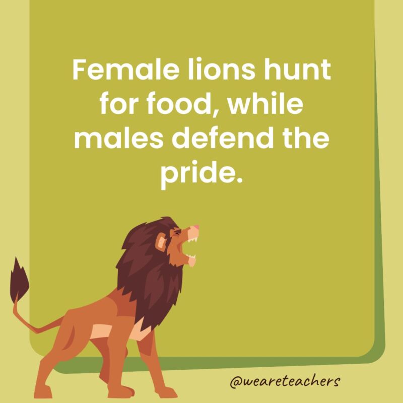 Female lions hunt for food, while males defend the pride. Female lions hunt for food, while males defend the pride.