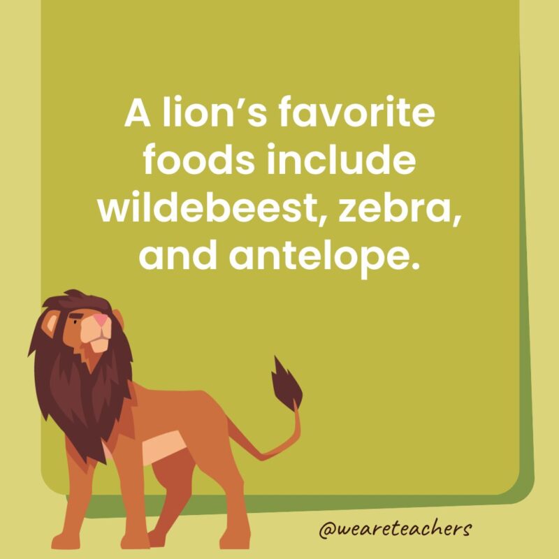 A lion’s favorite foods include wildebeest, zebra, and antelope. A lion’s favorite foods include wildebeest, zebra, and antelope.