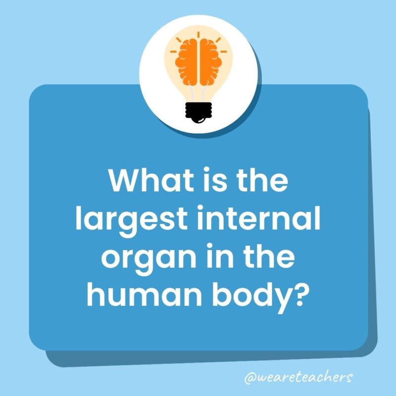 Trivia questions for kids: What is the largest internal organ in the human body? Trivia questions for kids: What is the largest internal organ in the human body?
