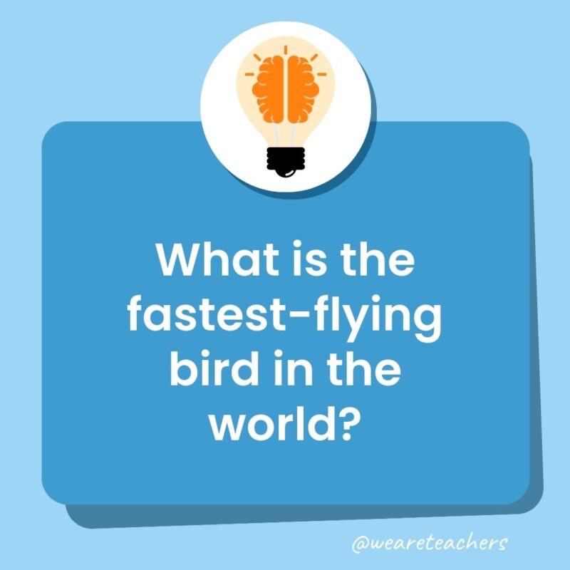 What is the fastest-flying bird in the world? What is the fastest-flying bird in the world?