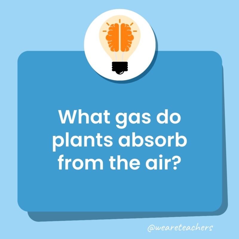 What gas do plants absorb from the air? What gas do plants absorb from the air?