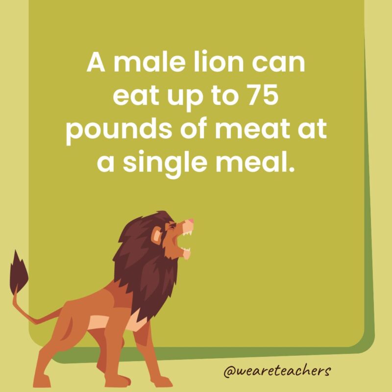 A male lion can eat up to 75 pounds of meat at a single meal. A male lion can eat up to 75 pounds of meat at a single meal.