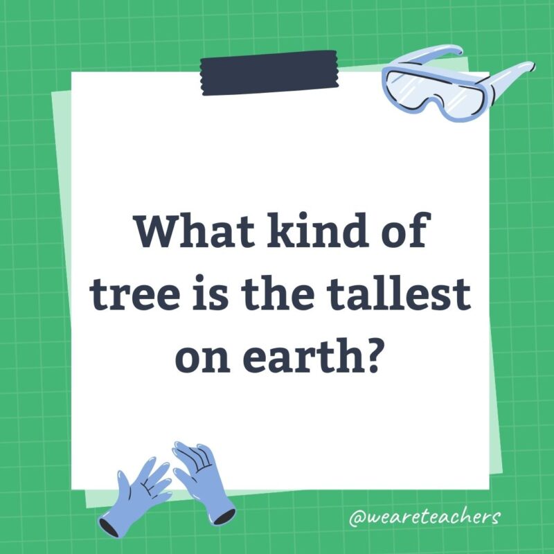 What kind of tree is the tallest on earth? What kind of tree is the tallest on earth?- science trivia