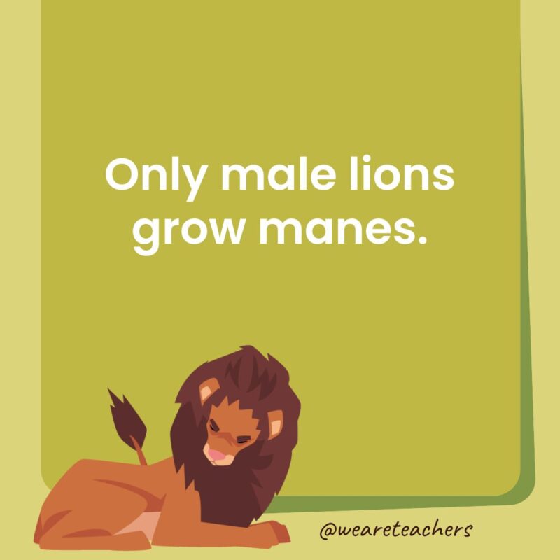 Only male lions grow manes. Only male lions grow manes.