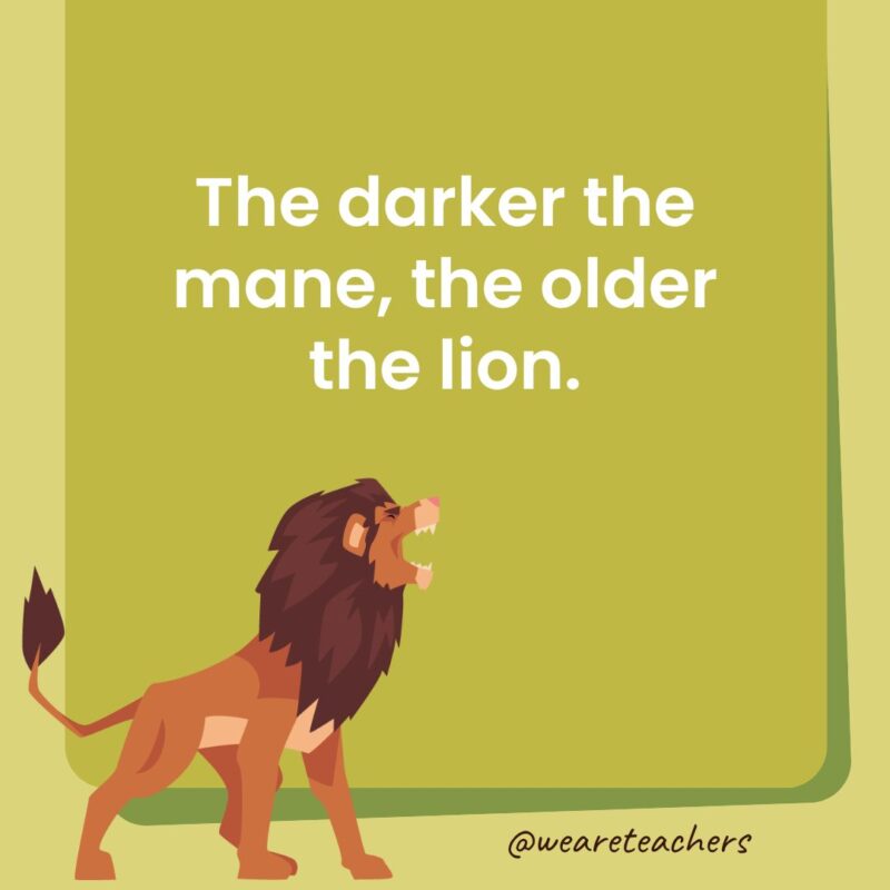 The darker the mane, the older the lion. The darker the mane, the older the lion.