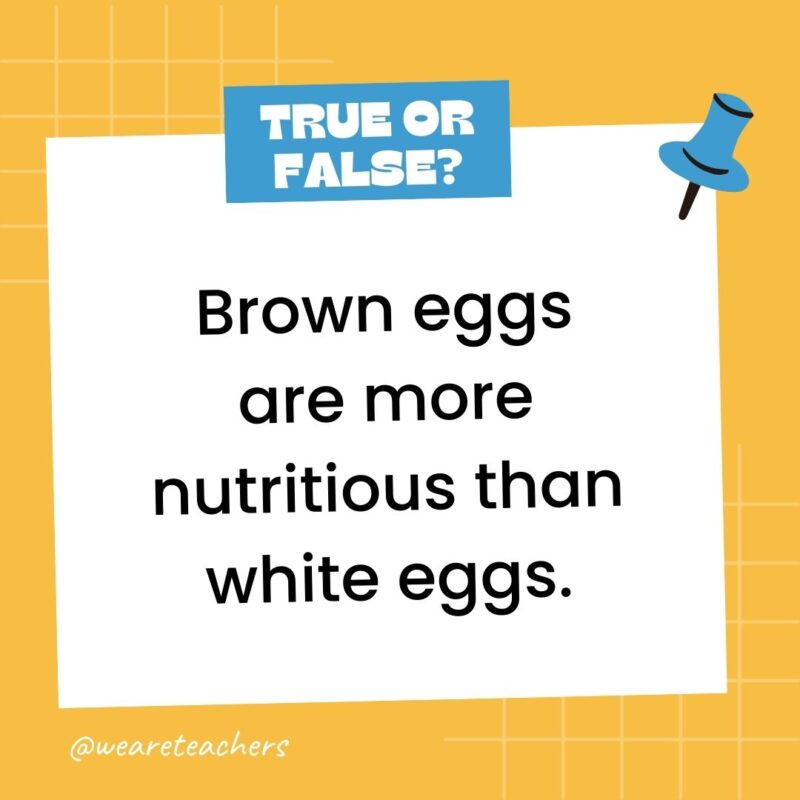 Brown eggs are more nutritious than white eggs. Brown eggs are more nutritious than white eggs.