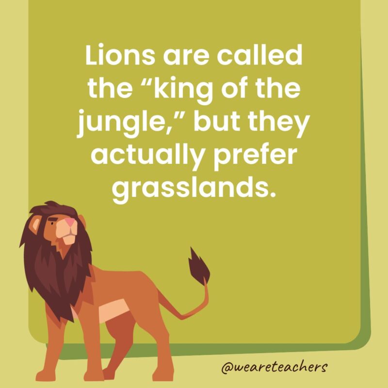 Lions are called the “king of the jungle,” but they actually prefer grasslands. Lions are called the “king of the jungle,” but they actually prefer grasslands.