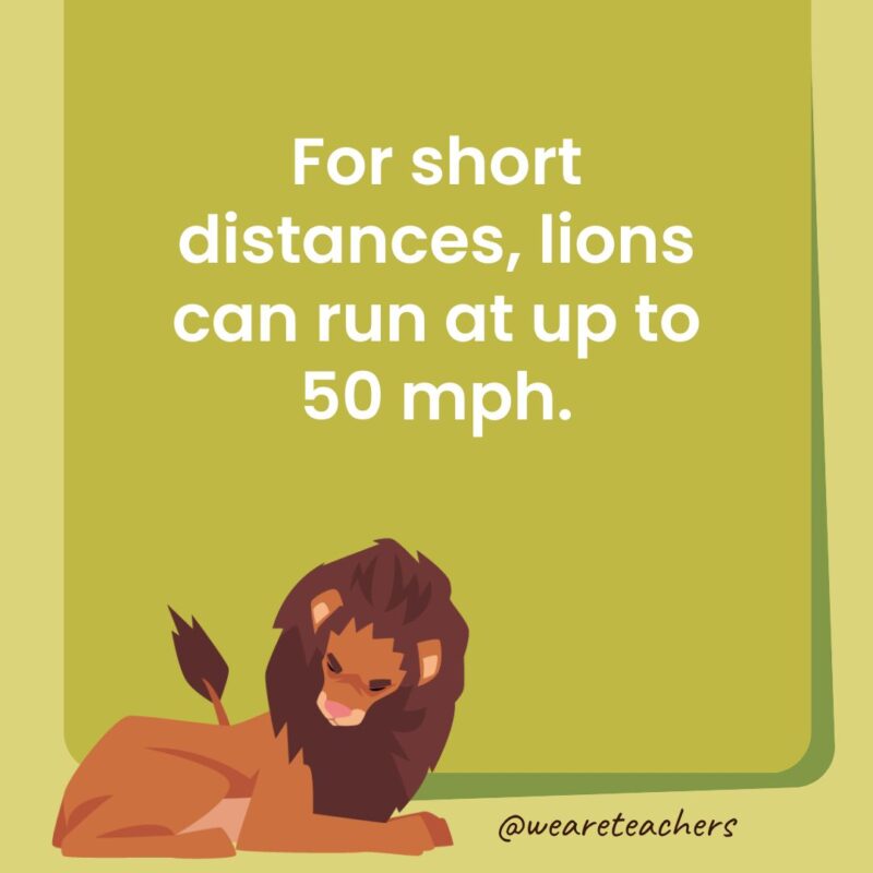 For short distances, lions can run at up to 50 mph. For short distances, lions can run at up to 50 mph.