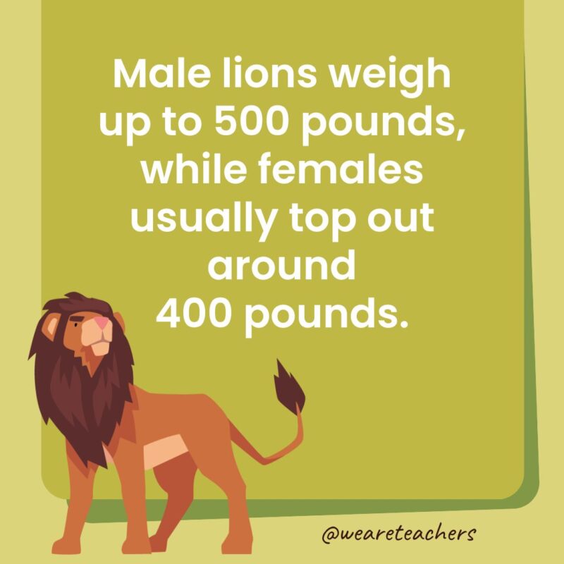 Male lions weigh up to 500 pounds, while females usually top out around 400 pounds. Male lions weigh up to 500 pounds, while females usually top out around 400 pounds.