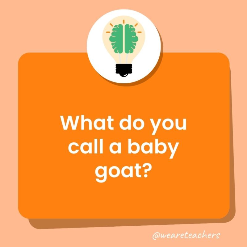 What do you call a baby goat? What do you call a baby goat?