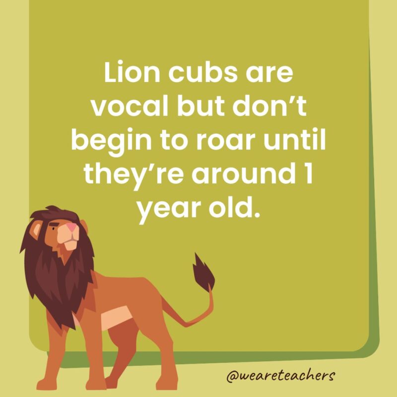 Lion cubs are vocal but don’t begin to roar until they’re around 1 year old. Lion cubs are vocal but don’t begin to roar until they're around 1 year old.