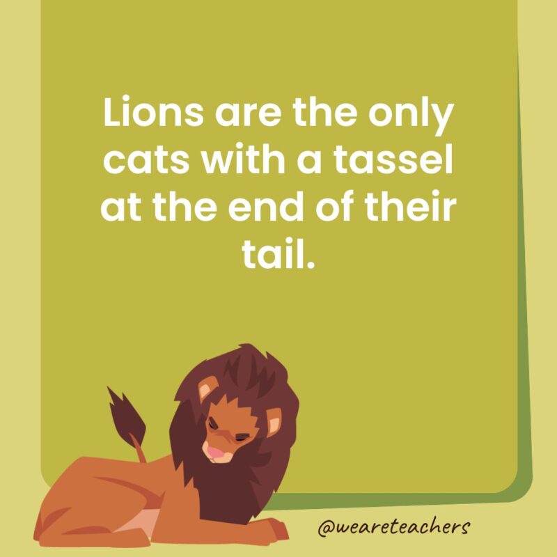 Lions are the only cats with a tassel at the end of their tail. Lions are the only cats with a tassel at the end of their tail.