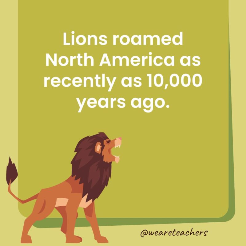 Lions roamed North America as recently as 10,000 years ago. Lions roamed North America as recently as 10,000 years ago.