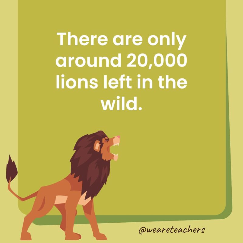 There are only around 20,000 lions left in the wild. There are only around 20,000 lions left in the wild.
