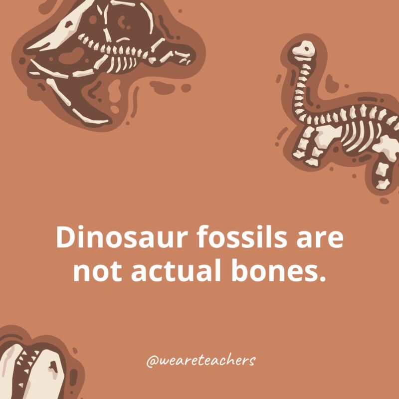 Dinosaur fossils are not actual bones. Dinosaur fossils are not actual bones.