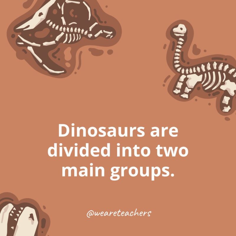 Dinosaurs are divided into two main groups. Dinosaurs are divided into two main groups.-dinosaur facts for kids