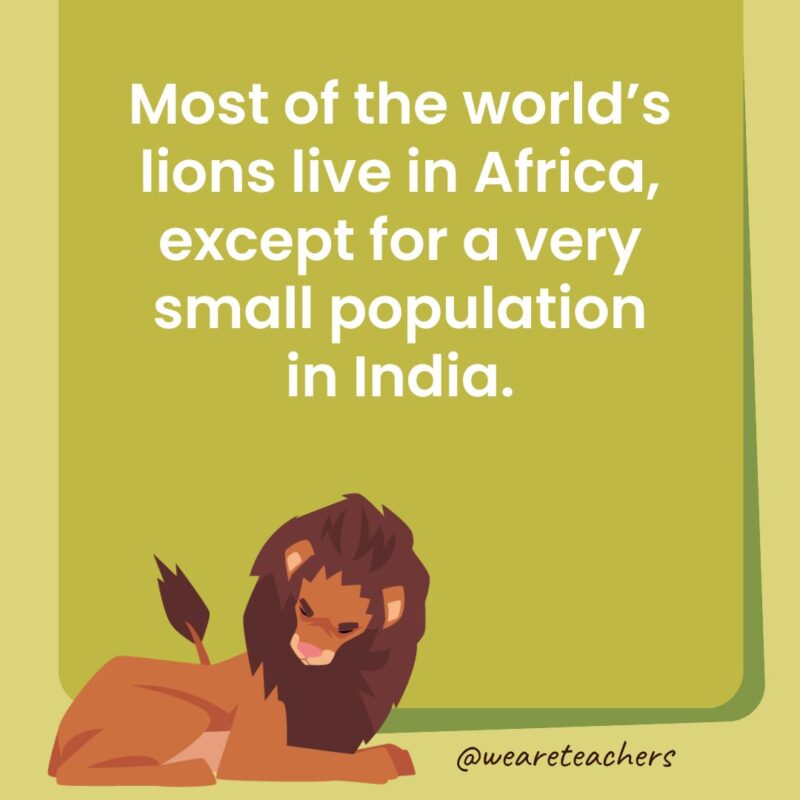 Most of the world’s lions live in Africa, except for a very small population in India. Most of the world’s lions live in Africa, except for a very small population in India.