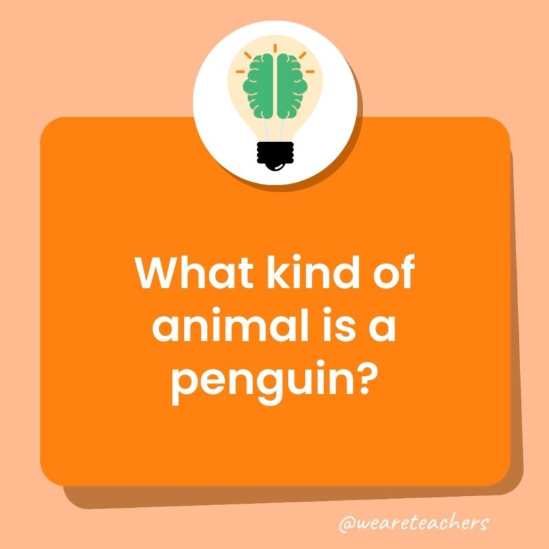 What kind of animal is a penguin? What kind of animal is a penguin?
