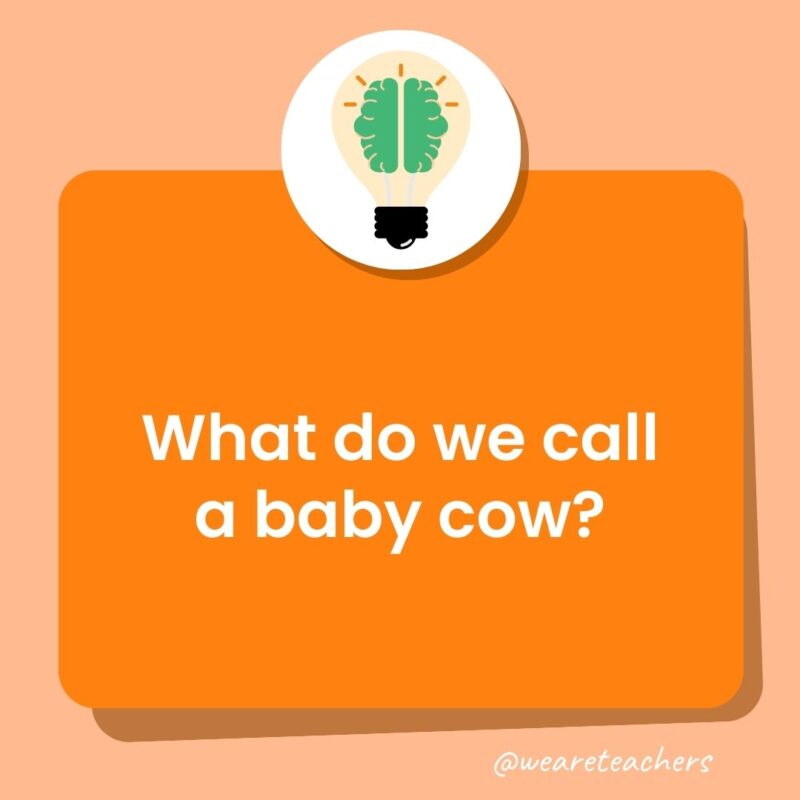 What do we call a baby cow? What do we call a baby cow?