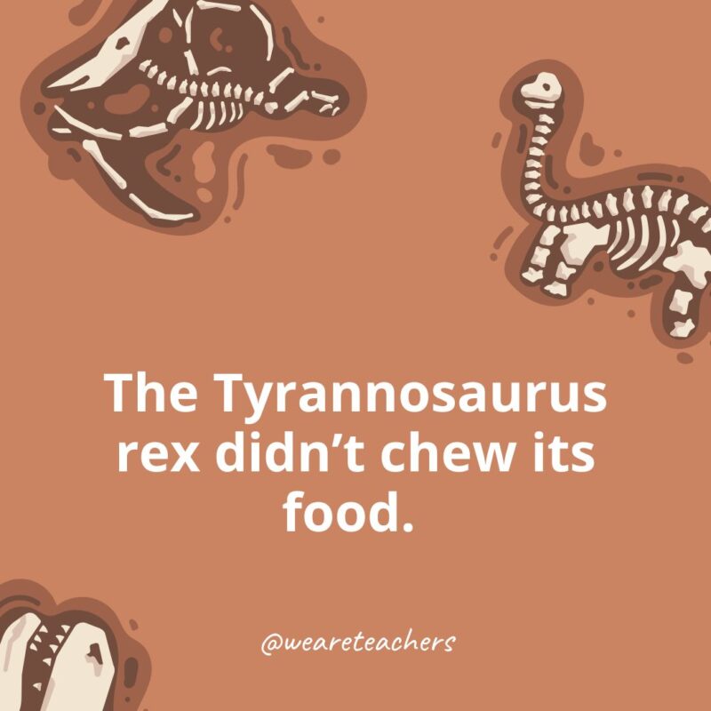 The Tyrannosaurus rex didn’t chew its food. The Tyrannosaurus rex didn’t chew its food.