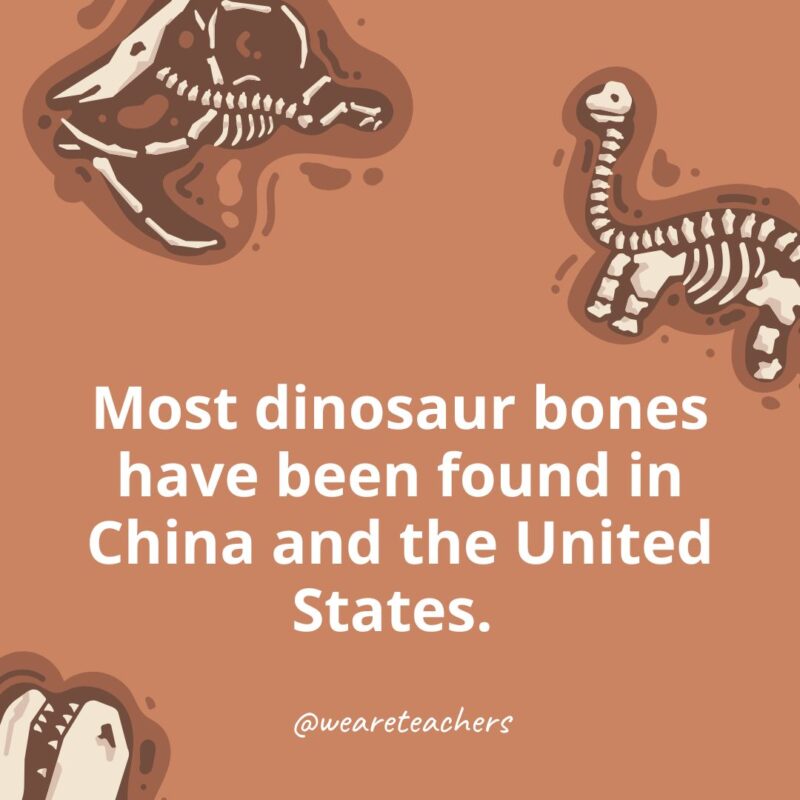 Most dinosaur bones have been found in China and the United States. Most dinosaur bones have been found in China and the United States.