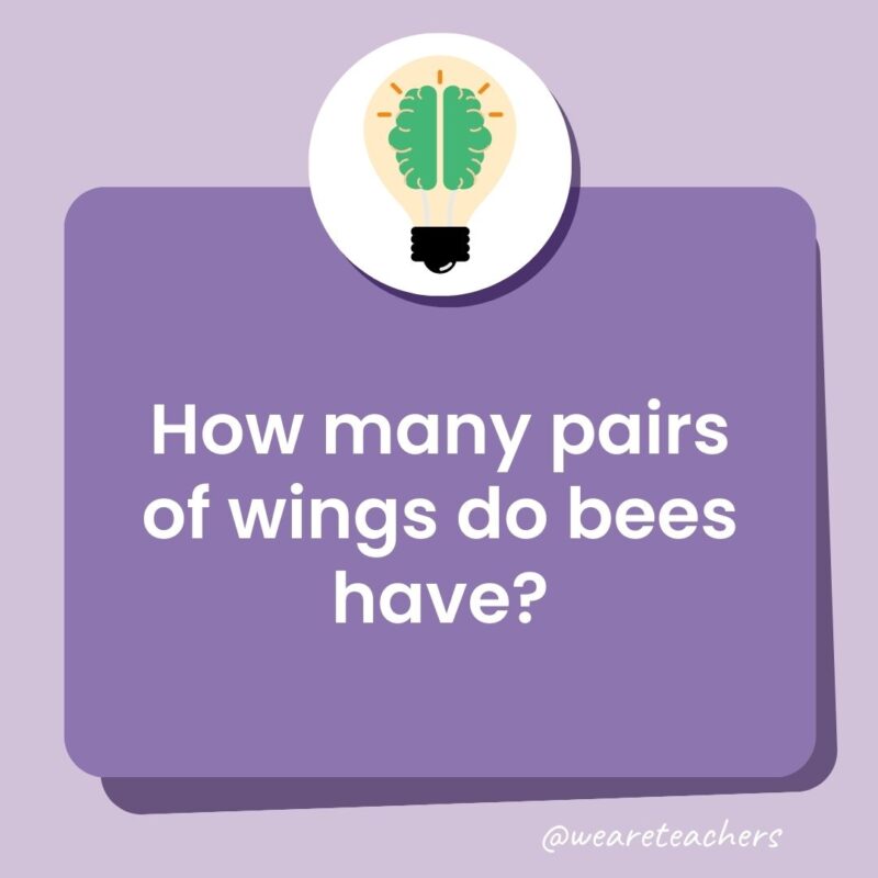 How many pairs of wings do bees have? How many pairs of wings do bees have?