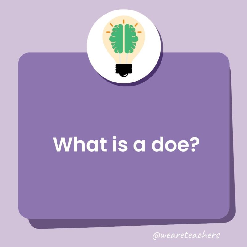 What is a doe? What is a doe?
