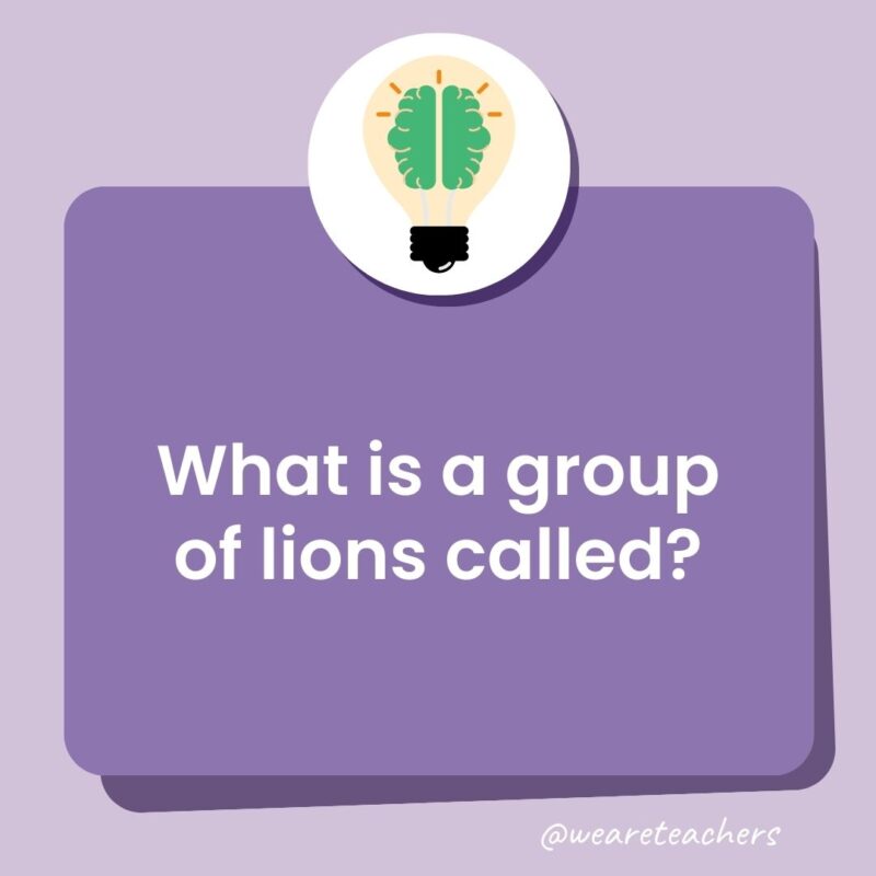 What is a group of lions called? What is a group of lions called?