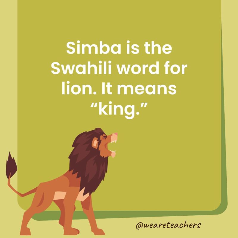 Simba is the Swahili word for lion. It means “king.” Simba is the Swahili word for lion. It means “king.”