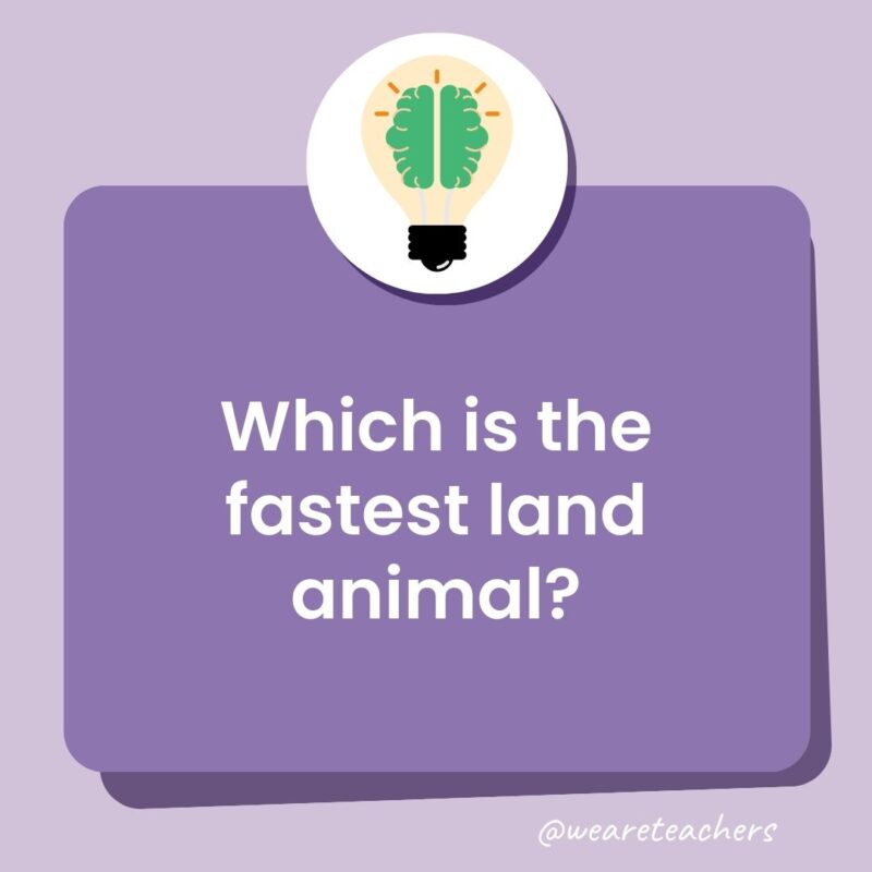 Trivia questions for kids: Which is the fastest land animal? Trivia questions for kids: Which is the fastest land animal?