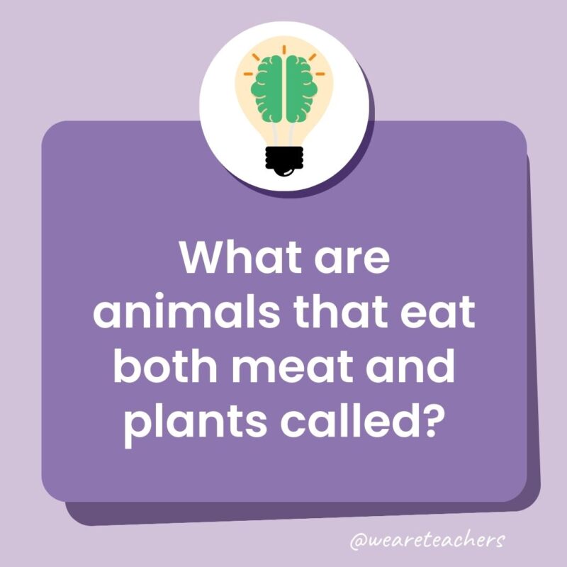 What are animals that eat both meat and plants called? What are animals that eat both meat and plants called?