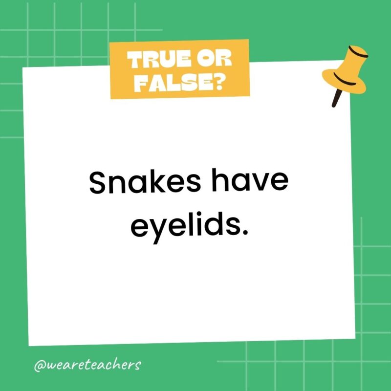 Snakes have eyelids. Snakes have eyelids.