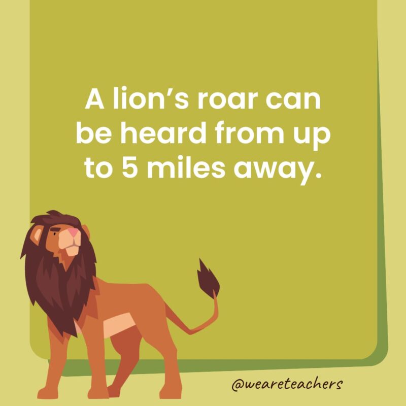 A lion’s roar can be heard from up to 5 miles away. A lion’s roar can be heard from up to 5 miles away.