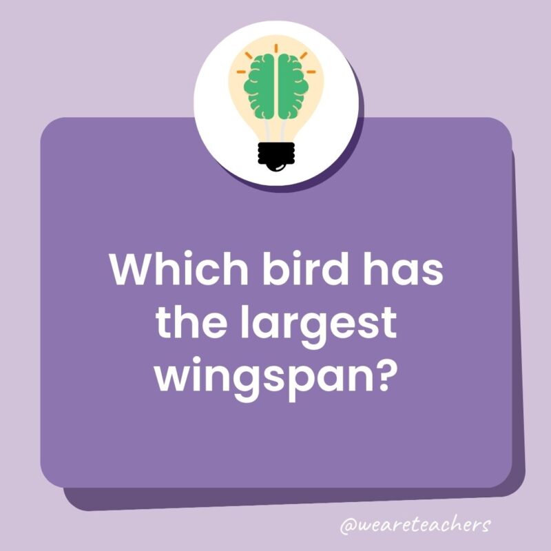 Which bird has the largest wingspan? Which bird has the largest wingspan?