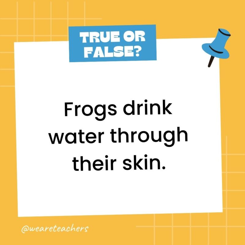 Frogs drink water through their skin.- true or false questions Frogs drink water through their skin.- true or false questions