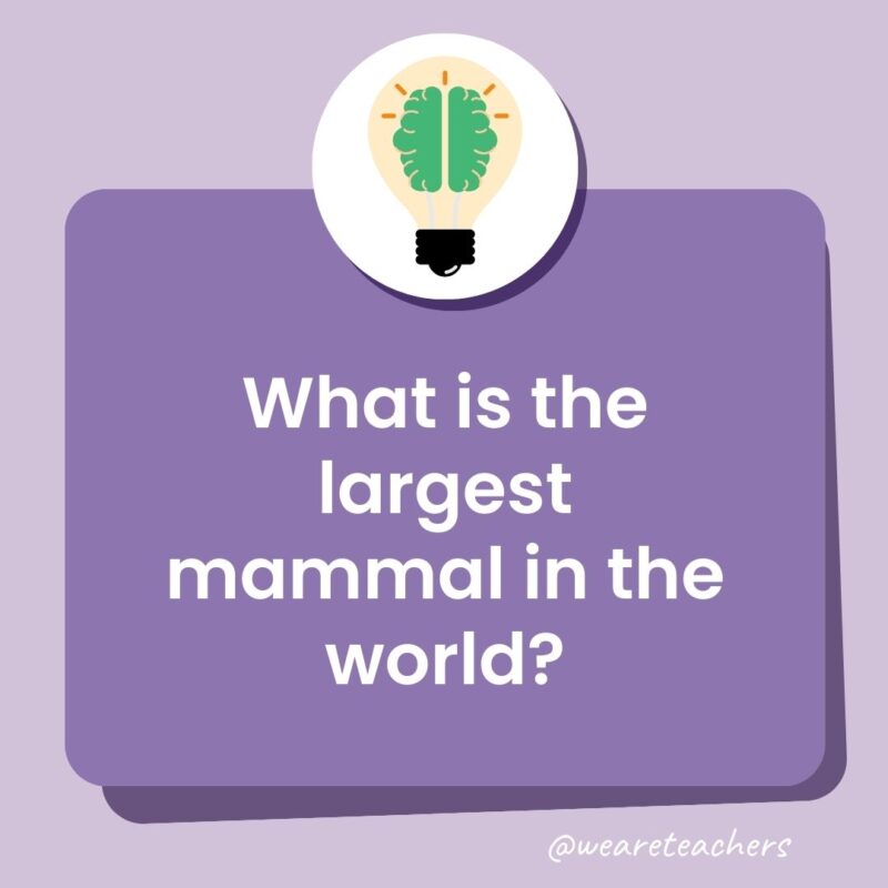 What is the largest mammal in the world? What is the largest mammal in the world?