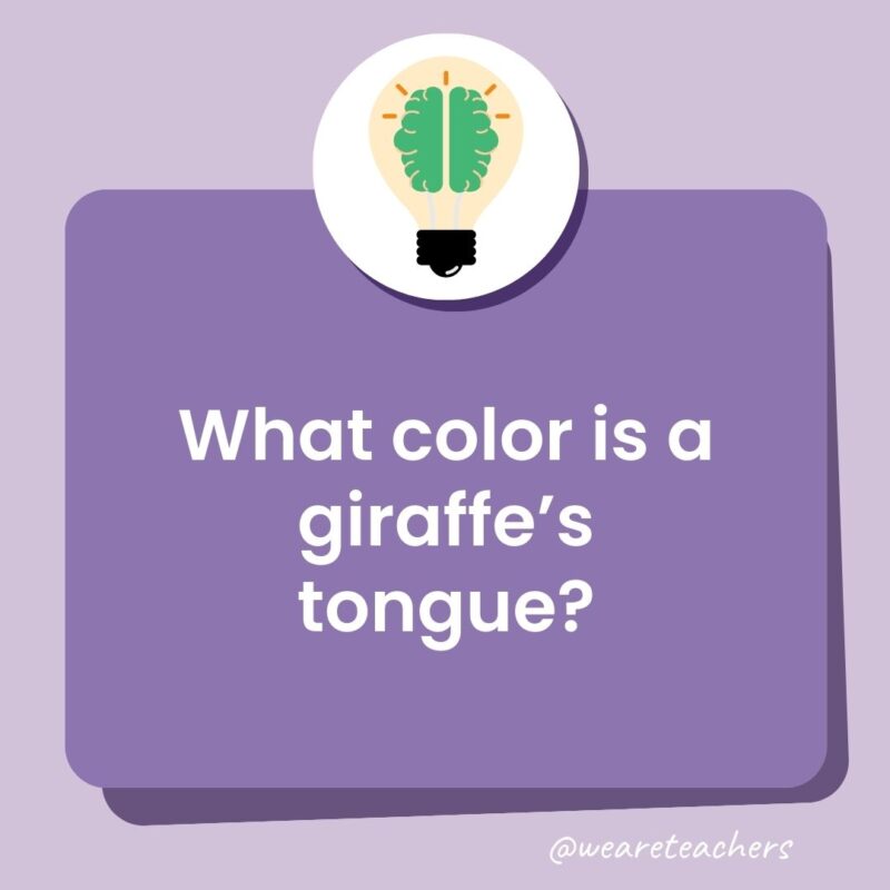 What color is a giraffe’s tongue? What color is a giraffe's tongue?