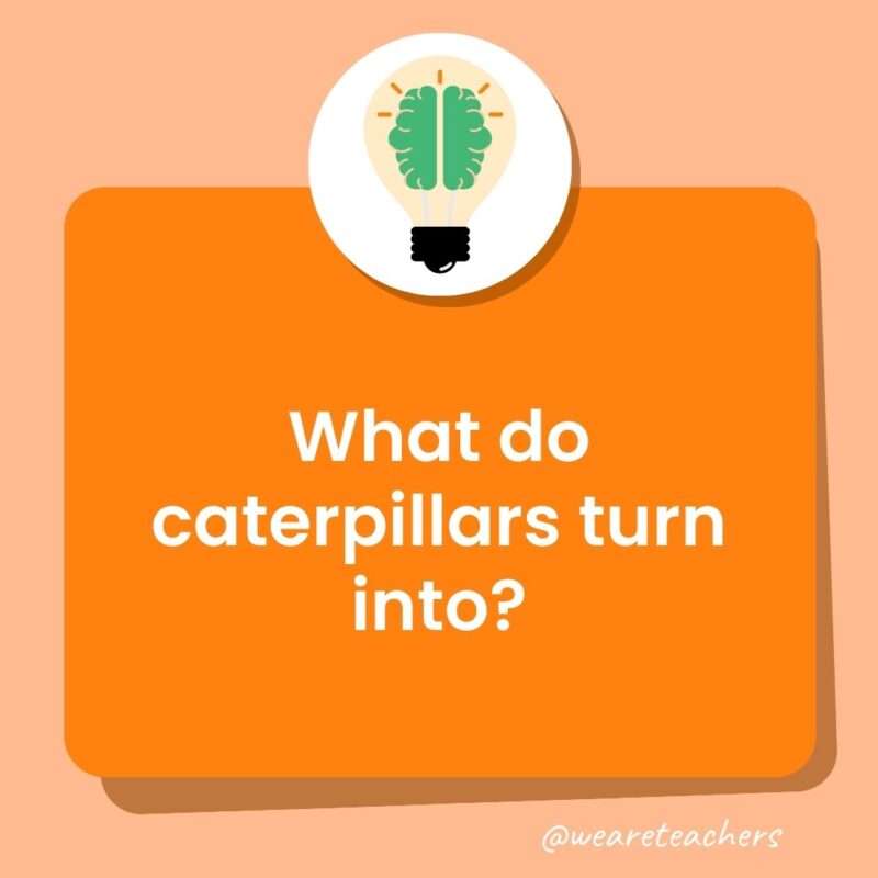 Trivia questions for kids: What do caterpillars turn into? Trivia questions for kids: What do caterpillars turn into?