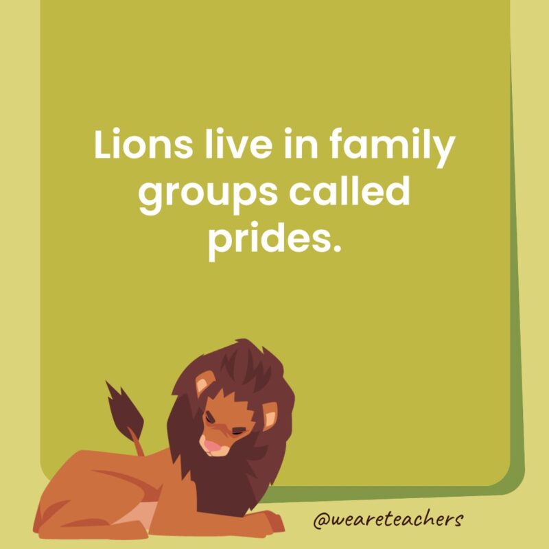 Lions live in family groups called prides. Lions live in family groups called prides.