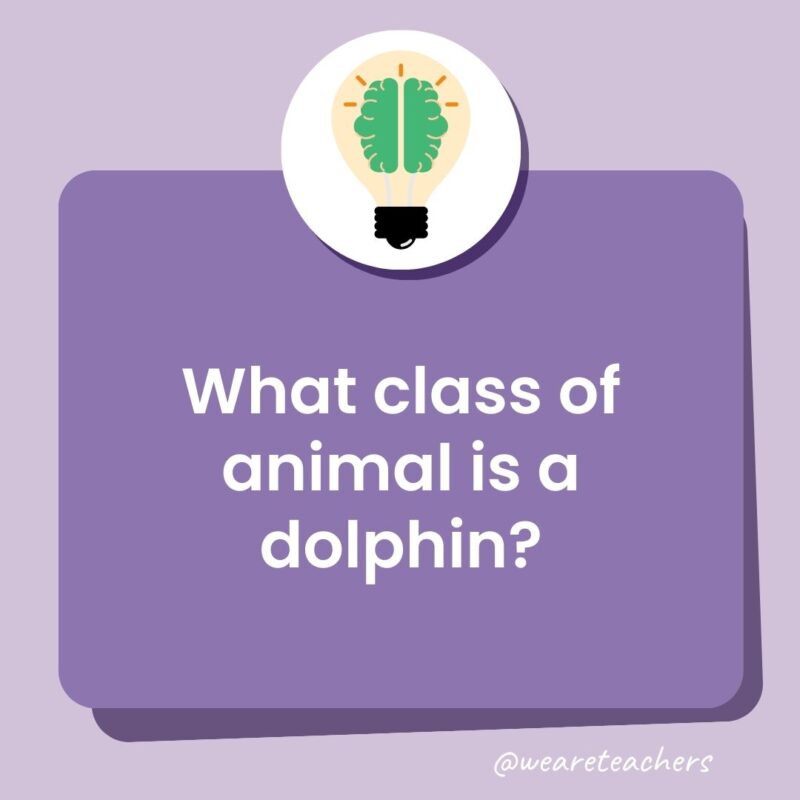 What class of animal is a dolphin? What class of animal is a dolphin?