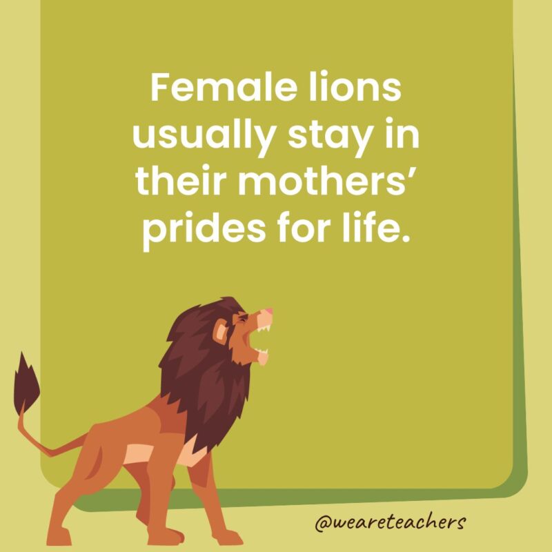 Female lions usually stay in their mothers’ prides for life. Female lions usually stay in their mothers’ prides for life.