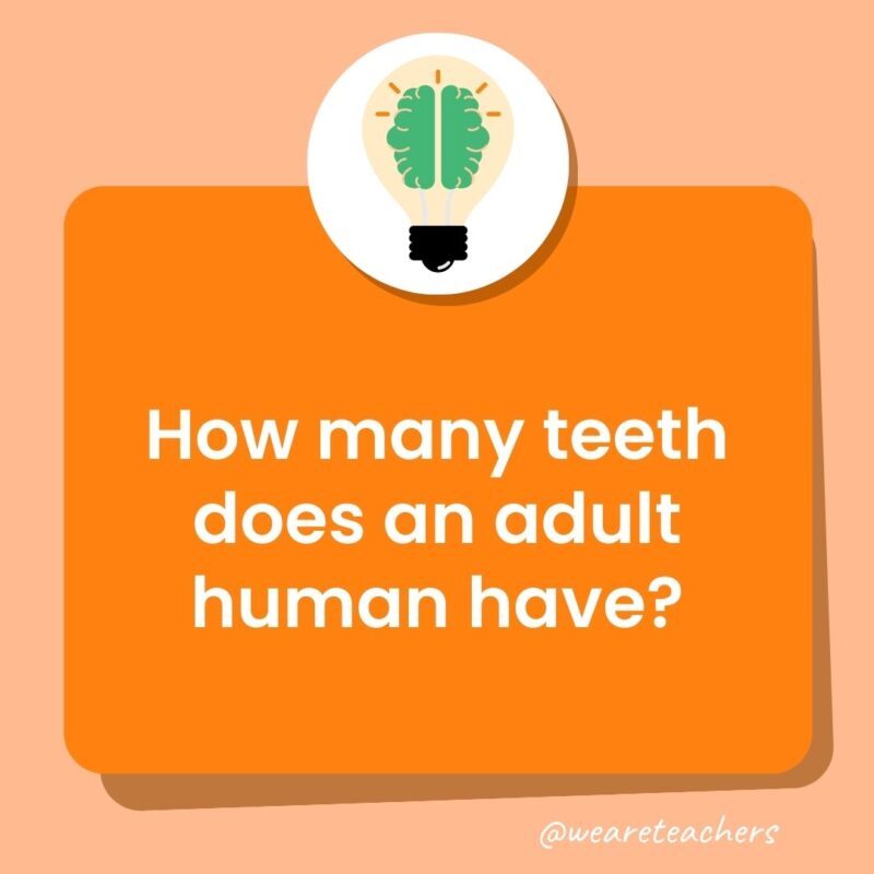 How many teeth does an adult human have? How many teeth does an adult human have?