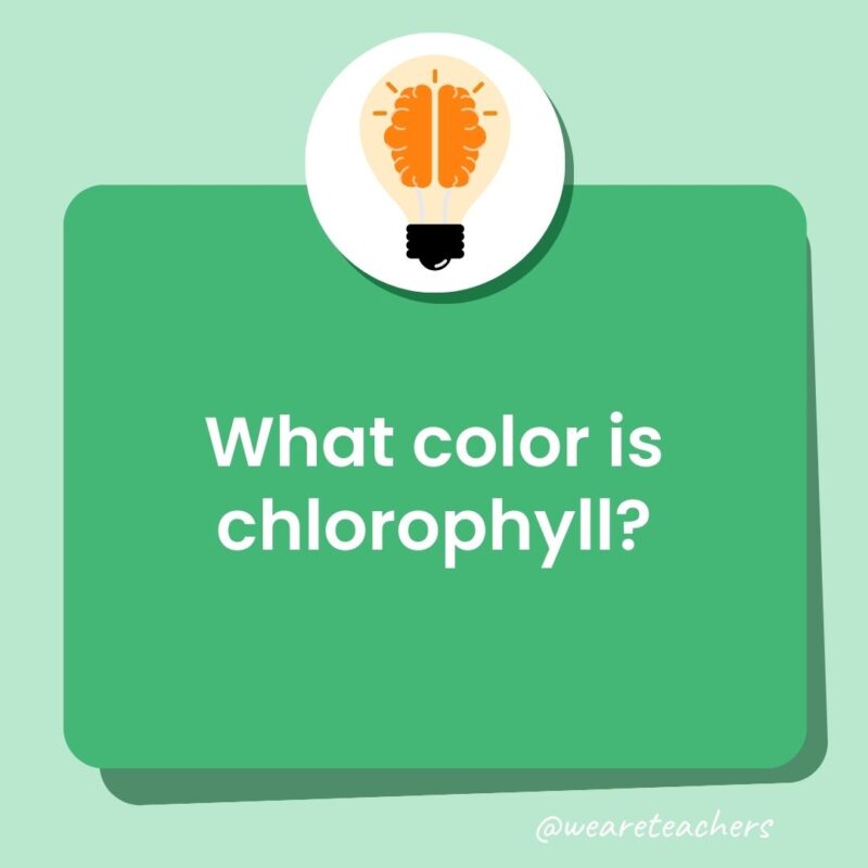 What color is chlorophyll? What color is chlorophyll?