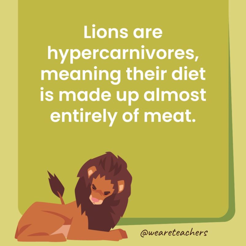 Lions are hypercarnivores, meaning their diet is made up almost entirely of meat. Lions are hypercarnivores, meaning their diet is made up almost entirely of meat.