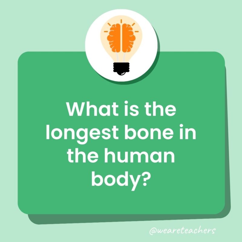 Trivia questions for kids: What is the longest bone in the human body? Trivia questions for kids: What is the longest bone in the human body?