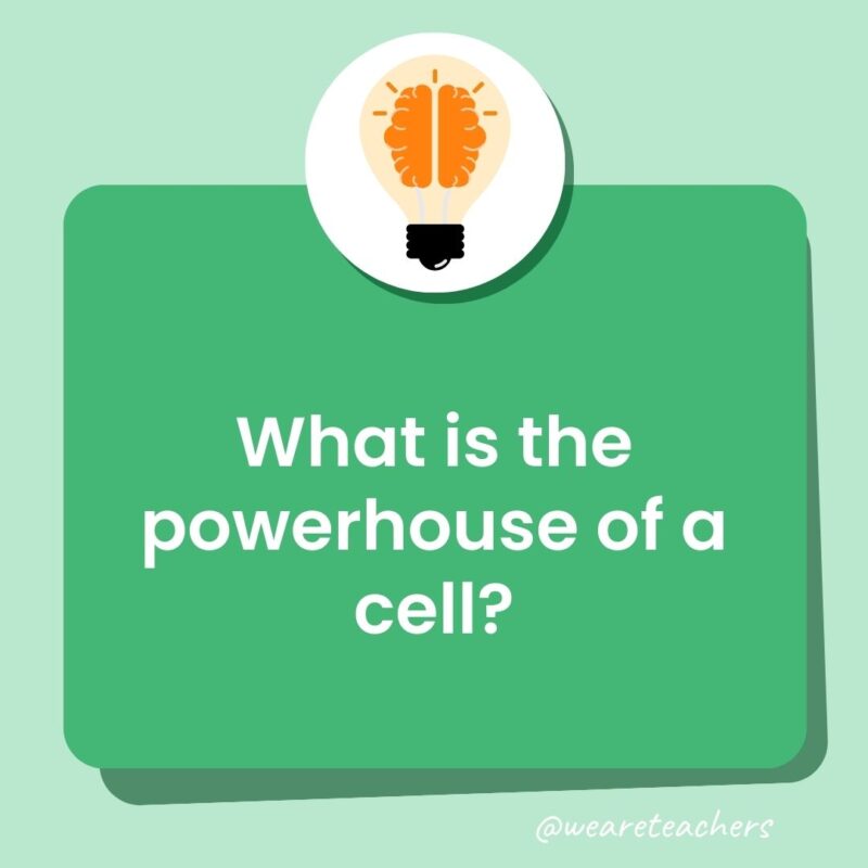 What is the powerhouse of a cell? What is the powerhouse of a cell?