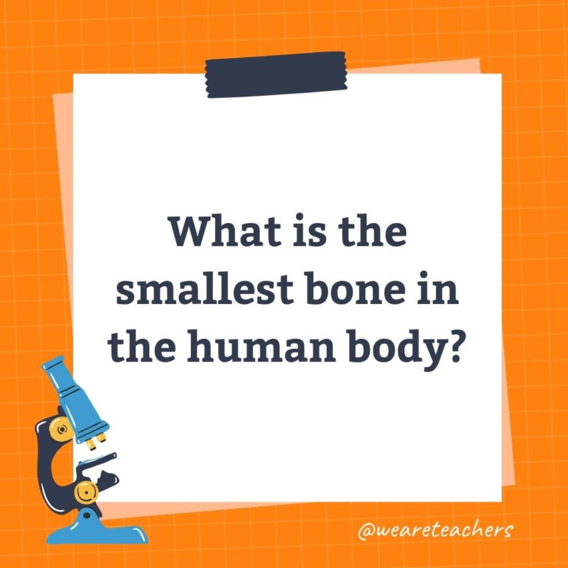 Wards-Science-Trivia-18 What is the smallest bone in the human body?- science trivia