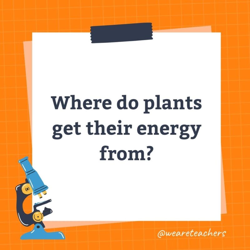 Wards-Science-Trivia-22 Where do plants get their energy from?- science trivia
